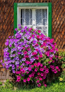 Purple and pink Surfinia (Petunia Surfinia)