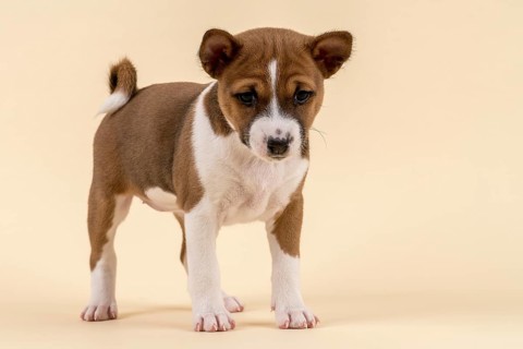 Basenji or Congo Terrier (Canis lupus familiaris)