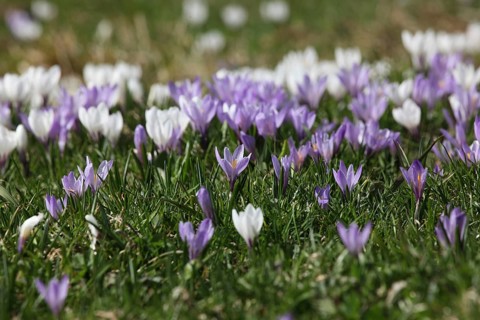 Crocus flower (Crocus) in the Allgaeu Alps