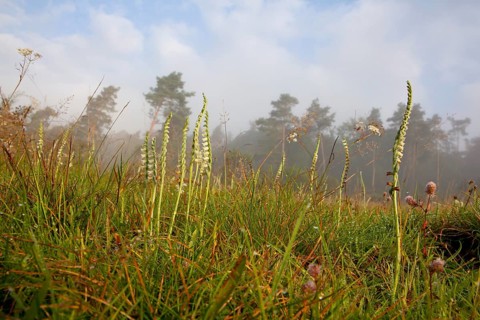 Autumn lady's-tresses (Spiranthes spiralis) on grassland