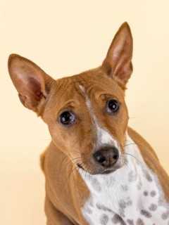 Basenji or Congo Terrier (Canis lupus familiaris)