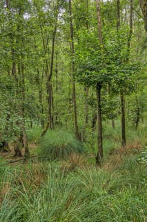 Summer floodplain forest with Greater Tussock Sedge (Carex paniculata) and Black alder (Alnus glutinosa)