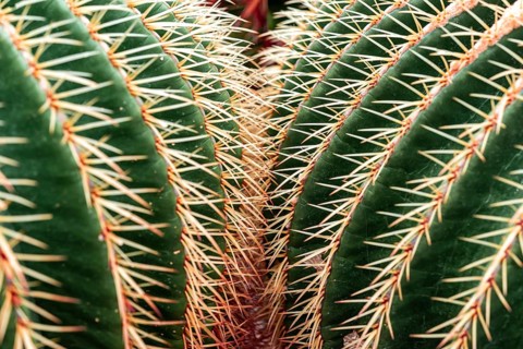 Golden Barrel Cactus or (Echinocactus grusonii)