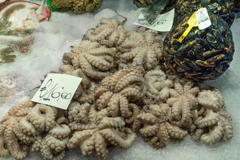 Fresh octopus (pulpo) on ice