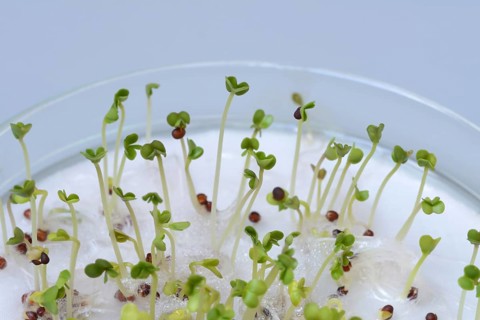 Broccoli shoots in glass bowl