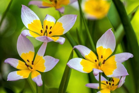 Yellow-purple tulip