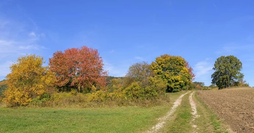 Autumn coloured trees and field path