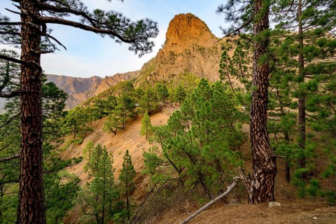 View between trees to the crater rim of the Caldera de Taburiente