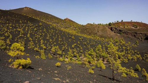Landscape at the tree line to Volcano Martin on the hiking trail Ruta de los Vulkanes