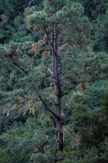 Detail of a tree in the Caldera de Taburiente