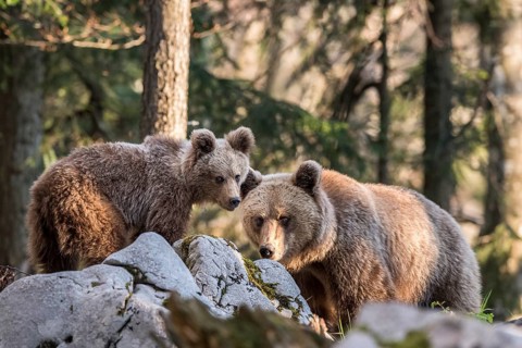 European brown bear (Ursus arctos arctos) in the forest