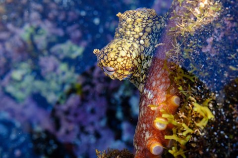 Common octopus (Octopus vulgaris) in shallow water