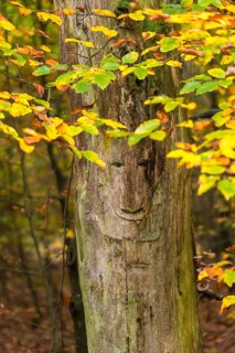 Face in a tree