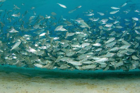 School of blue runner jackfish (Caranx crysos)