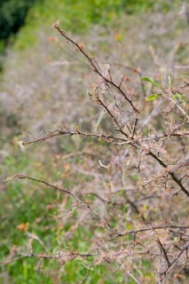 Ermine moths (Yponomeutidae) cover a Blackthorn hedge (Prunus spinosa) with spun yarn