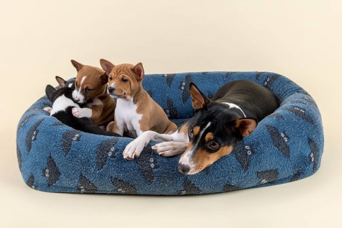 Basenji or Congo Terrier (Canis lupus familiaris)