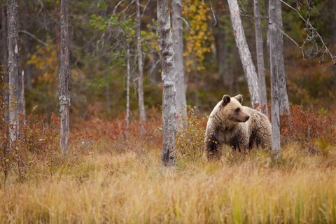 Brown bear (Ursus arctos)