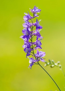 Larkspur (Consolida)