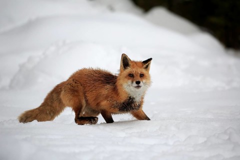 American red fox