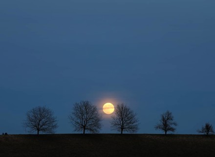 Full moon behind a row of trees