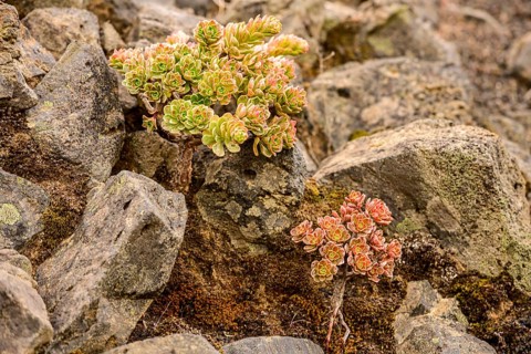 Thick leafed plants (Aeonium) with red and green leaves between rocks in a lava field