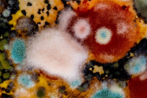 Mould
