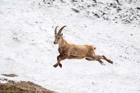 Alpine Ibex (Capra Ibex) runs over snow field