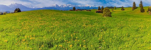 Dandelion (Taraxacum sect. Ruderalia) in spring