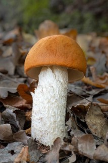 Red-capped scaber stalk (Leccinum leucopodium)