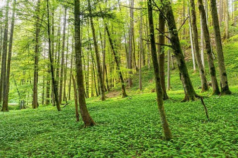 Ramsons (Allium ursinum) in the forest