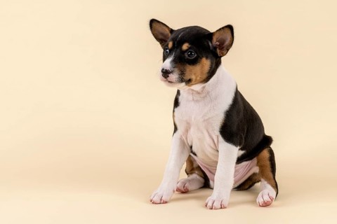 Basenji or Congo Terrier (Canis lupus familiaris)