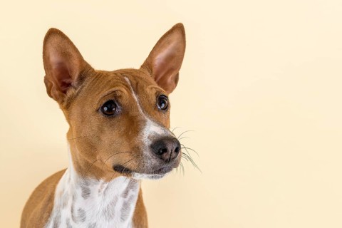 Basenji or Congo Terrier (Canis lupus familiaris)