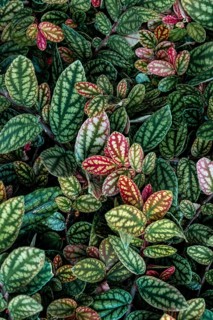 Green and purple patterned leaves