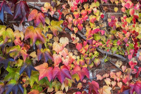 Boston ivy (Parthenocissus tricuspidata)