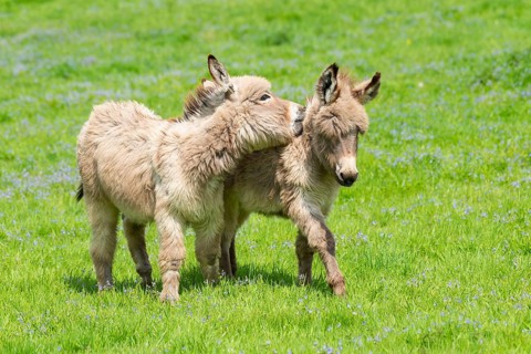 Donkey or (Equus asinus asinus)