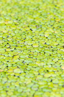 Common duckweeds (Lemna minor)