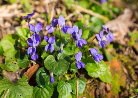 Wood violet (Viola odorata)