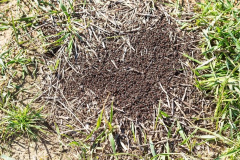 Red Wood Ants (Formica rufa) start building a nest hill