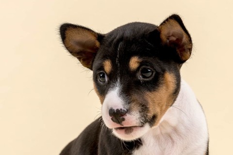 Basenji or Congo Terrier (Canis lupus familiaris)
