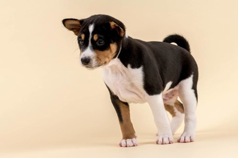 Basenji or Congo Terrier (Canis lupus familiaris)