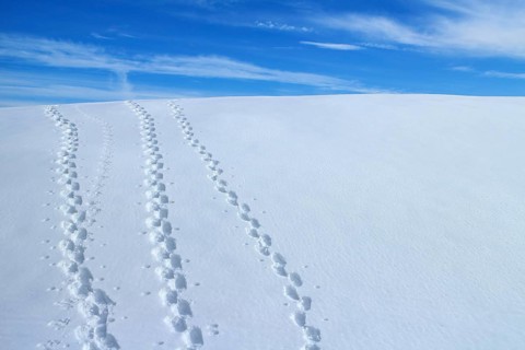 Snowshoe trails on the Heuberg