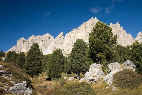 Swiss pines (Pinus cembra) in front of mountains