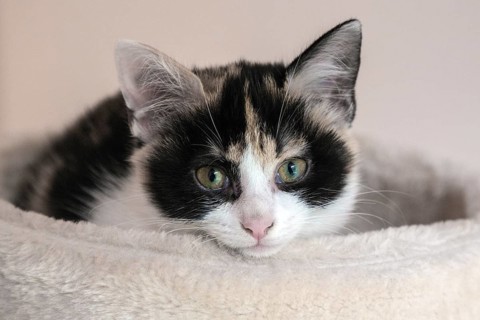 Young cat (Felis silvestris catus)