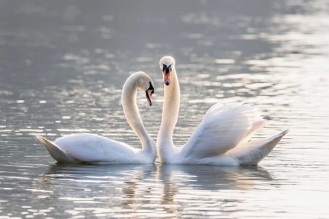 Mute swan (Cygnus olor)