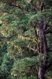 Bearded lichen covered Canary Island pine (Pinus canariensis)