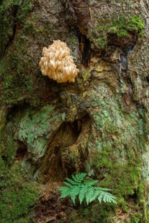 Hericium flagellum (Hericium flagellum) to European silver fir (Abies alba)