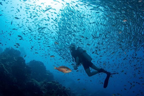 Diver observes a big bait ball of fish