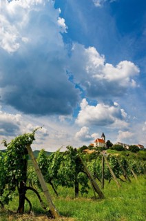 Vineyard