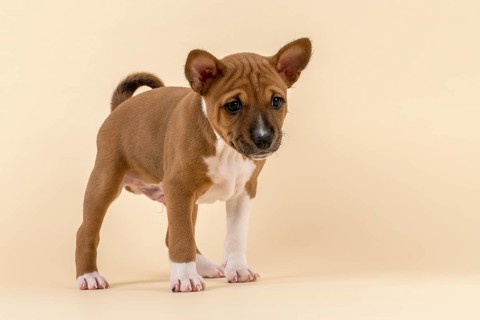 Basenji or Congo Terrier (Canis lupus familiaris)