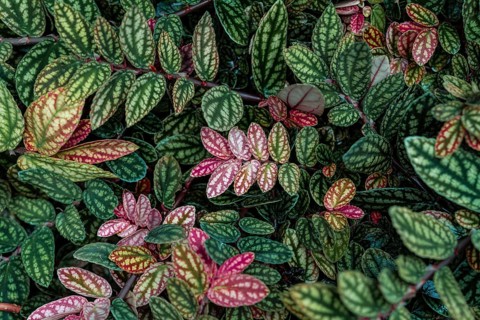 Green and purple patterned leaves